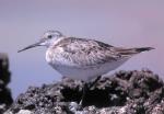 Great Knot