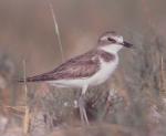 Greater Sand-plover