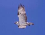 In flight, under-body, Osprey