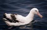 Wandering Albatross