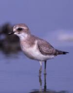 Lesser Sand-plover