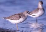 Terek Sandpiper