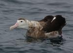 Antipodean Albatross