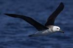 Black-browed Albatross