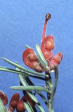 Flower, <em>Grevillea obtusiflora</em> subsp. <em>obtusiflora</em>