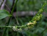 Flower, <em>Gyrostemon thesioides</em>