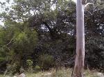 Dry Rainforest of the South East Forests in the South East Corner Bioregion