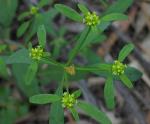 Foliage and flowers, Large-leaf Monotaxis