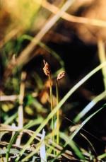 Seed-head, Square-stemmed Spike-rush