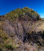 Form, Gibraltar Mallee