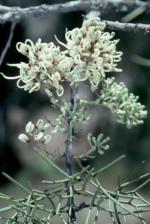 Flower and foliage, Lake Keepit Hakea