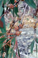 Fruit, Bolivia Stringybark