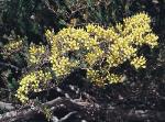 Flower and foliage, Crescent-leaved Homoranthus