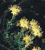 Flower, Rusty Desert Phebalium