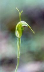 Flower, Elegant Greenhood