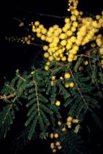 Flowers, Newry Golden Wattle