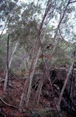 Form and habitat, North Brother Wattle