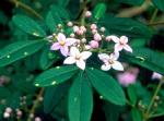 Foliage and flowers, Orara Boronia