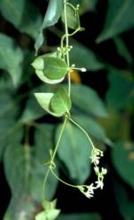 Flowers and foliage, White-flowered Wax Plant