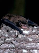 Eastern False Pipistrelle