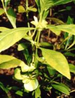 Flowers and foliage, Harnieria hygrophiloides