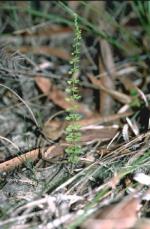 Single, Slender Screw Fern