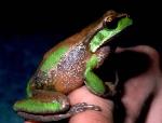 Close-up, Davies Tree Frog