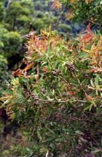 Foliage and fruit, Grove's Paperbark