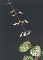 Flower, Nightcap Plectranthus