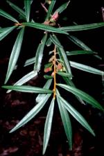 Foliage and buds, Moonee Quassia