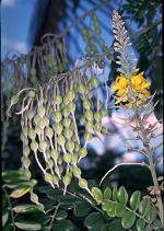 Flower, foliage and fruit, Silverbush