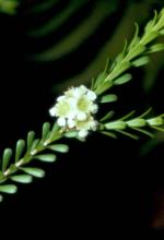 Flowers and foliage, Creek Triplarina