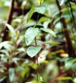 Flowers and foliage, Cryptic Forest Twiner