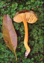 Fruiting bodies, <em>Hygrocybe aurantipes</em>