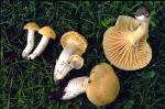 Fruiting bodies, <em>Hygrocybe austropratensis</em>