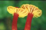 Fruiting bodies, <em>Hygrocybe collucera</em>