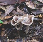 Fruiting bodies, <em>Hygrocybe griseoramosa</em>