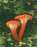 Fruiting bodies, <em>Hygrocybe lanecovensis</em>