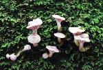 Fruiting bodies, <em>Hygrocybe reesiae</em>