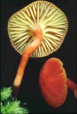 Fruiting bodies, <em>Hygrocybe rubronivea</em>