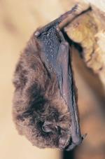 Eastern Bentwing-bat