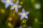 Flower, Tadgell's Bluebell