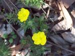 Flower, <em>Hibbertia superans</em>