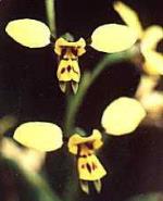 Flower, Rough Double Tail