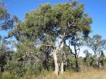 Form, <em>Eucalyptus parramattensis</em> subsp. <em>decadens</em>