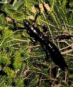 Female Lord Howe Island Phasmid on Melaleuca howeana, Balls Pyramid