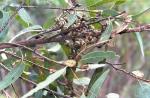 Fruit, Pokolbin Mallee