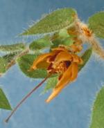 Flower, <em>Epacris hamiltonii</em>