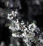 Foliage and flowers, Woronora Beard-heath