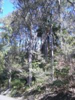 Pittwater Spotted Gum Forest